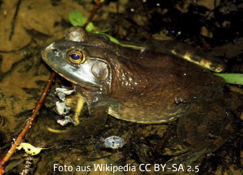 Amerikanischer Ochsenfrosch