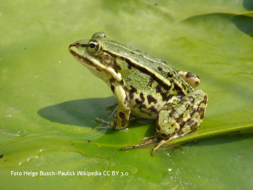 Teichfrosch