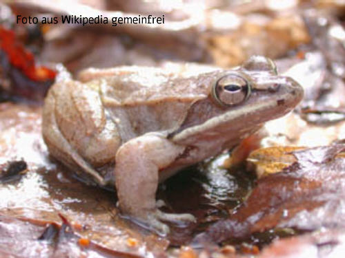 Waldfrosch